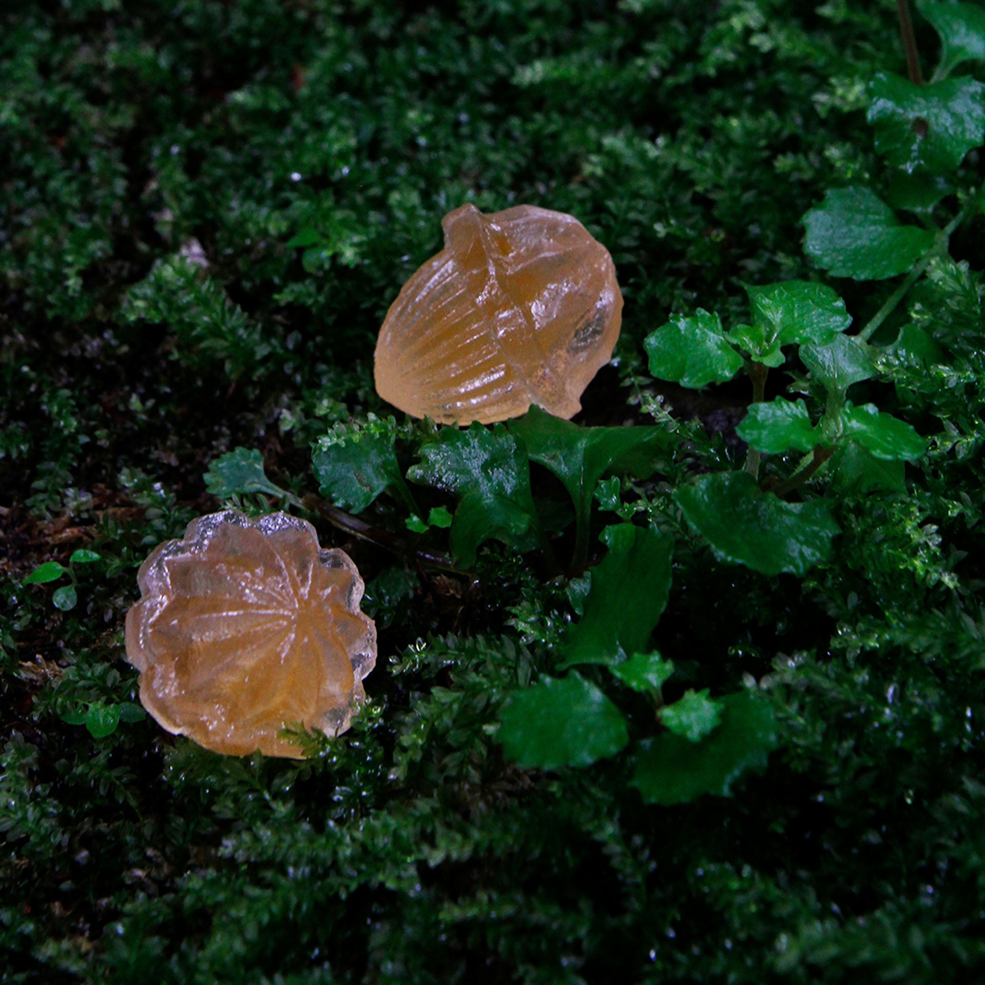 陽だまりのしずくの《あんずの実》
