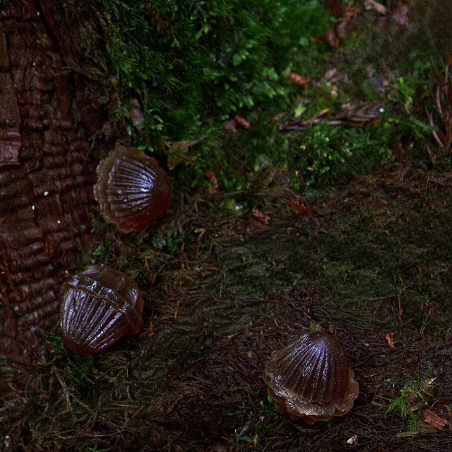 甘美なスパイスの《マサラチャイの実》