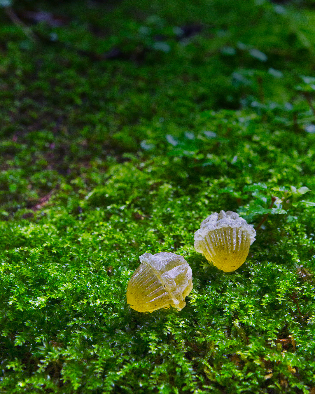 静寂の朝露《知覧茶の実》