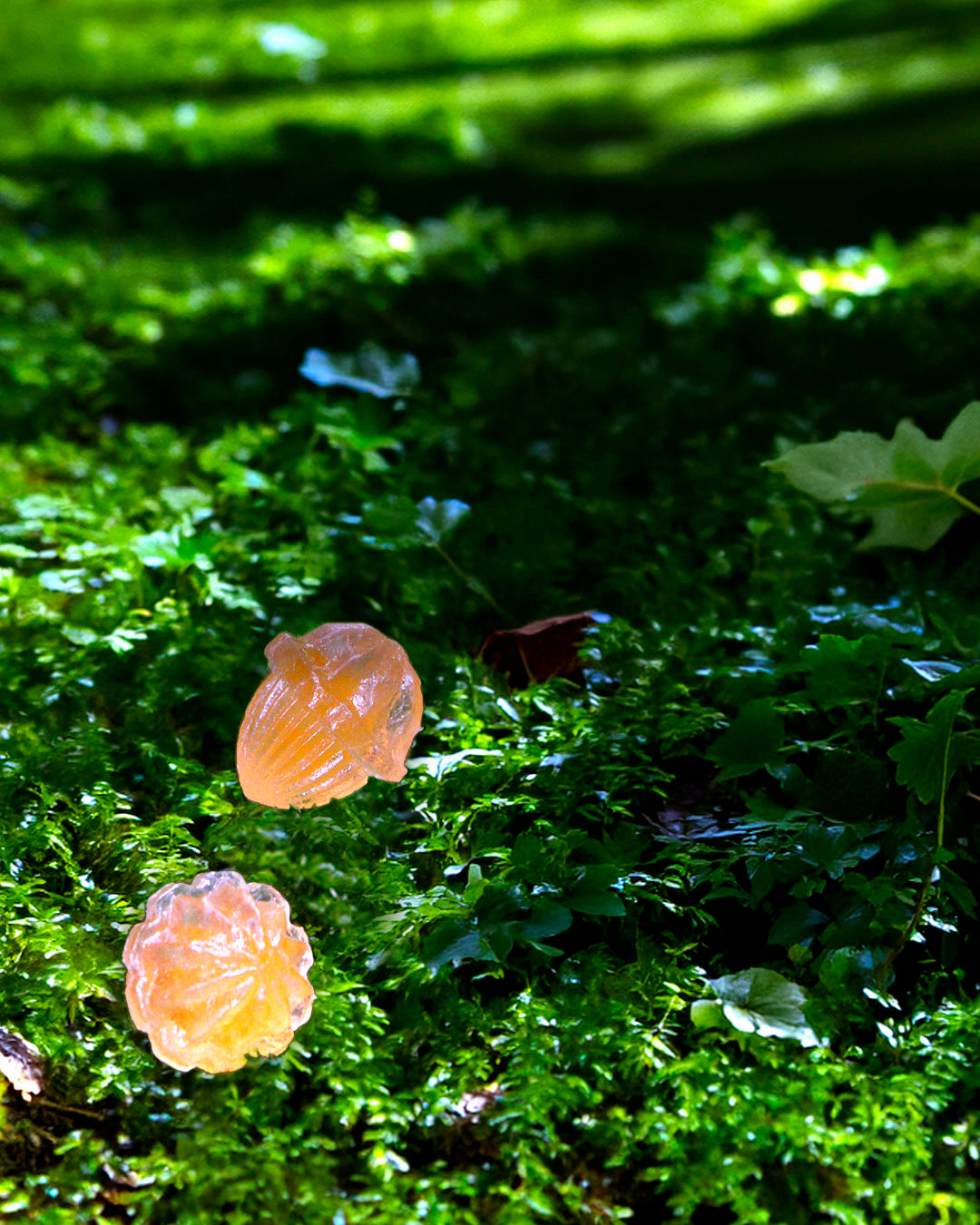 Chiran Tea Fruits in the Silent Morning Dew