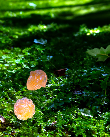 Chiran Tea Fruits in the Silent Morning Dew