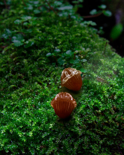 Chiran Tea Fruits in the Silent Morning Dew