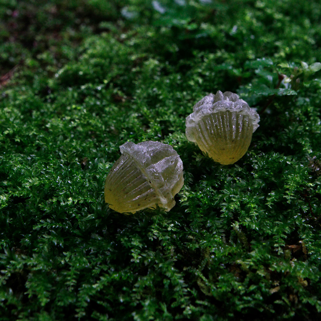 静寂の朝露の《知覧茶の実》